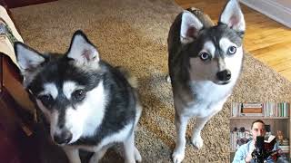 Alaskan Klee Kai. Pros and Cons, Price, How to choose, Facts, Care, History