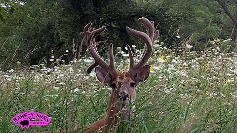 Big Non Typical Whitetail Deer - Hawg TV
