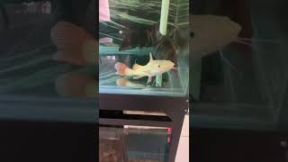 Rtc phantom #rtc #ikan red tail catfish #phantom #ikan albino