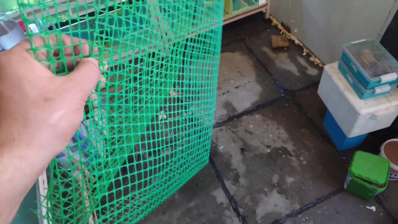 تكاثر اسماك الگولد فيش الجزء الاول breeding gold fish part 1