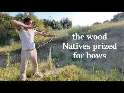 Best Bow Wood in North America