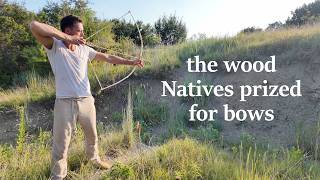 Best Bow Wood in North America