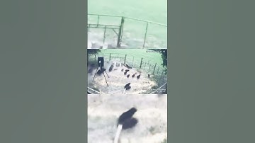 42 hogs one drop. "For licensing or Usage contact licensing@viralhog.com#challenge #mkhunting