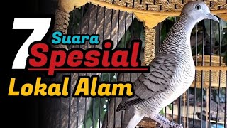7 Suara Spesial Perkutut Lokal Gacor, Sangat Cocok Untuk Pancingan dan Masteran