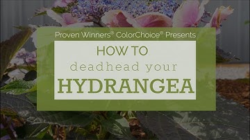 How to Deadhead Your Bigleaf Hydrangea