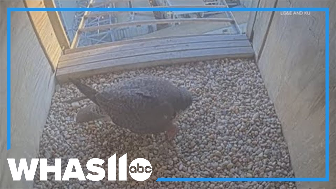 Falcon lays egg in nesting box at LG&E's Mill Creek generating station