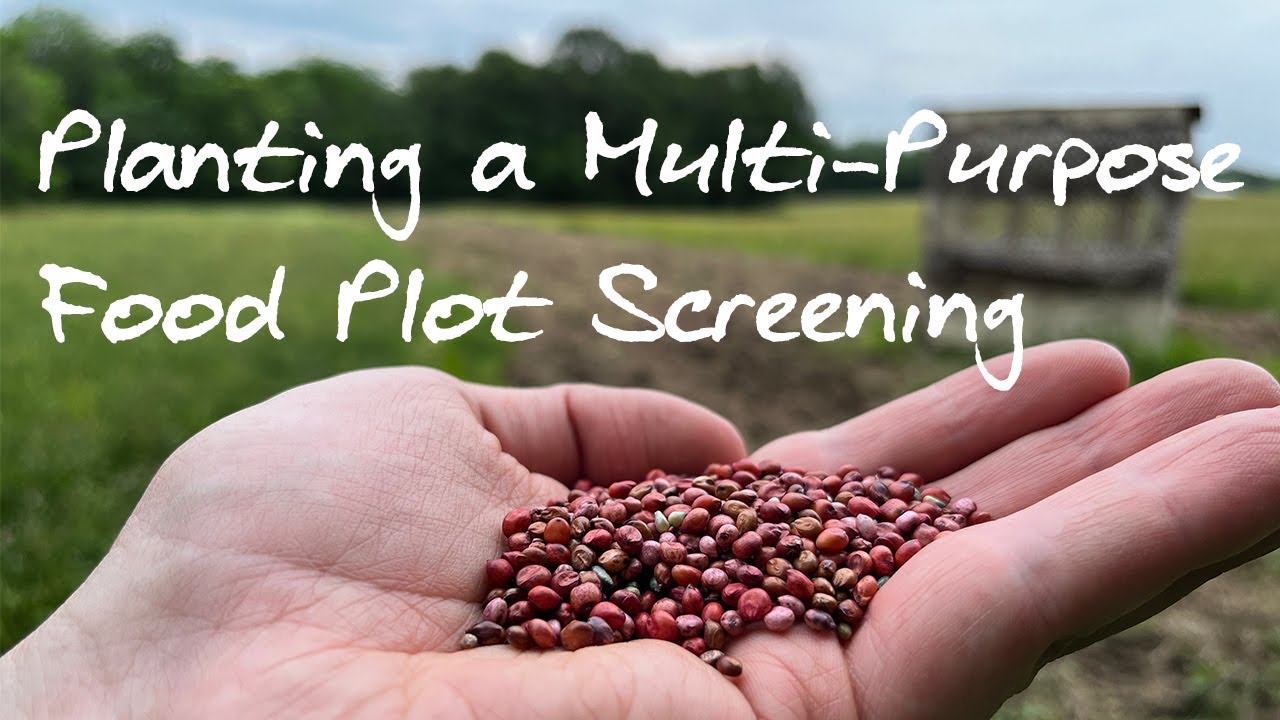 Food Plot Screening Planting Process and Strategy | Farming For Whitetails