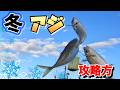 冬のアジサビキ 釣り。堤防で座って大漁に釣るコツを紹介