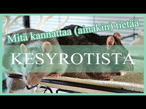 Video: Kuinka Päästä Eroon Rotista? Niiden Tuhoaminen Ilman Rotanloukkua. Mitä He Pelkäävät Ja Miten Heidät Saadaan Kiinni? Tehokkaimmat Myrkyt Yksityiskoteihin. Mitä Tuotteita Käytetään 