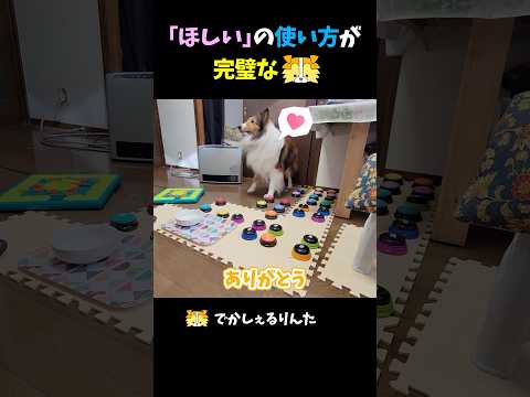 「ほしい」の使い方が完璧なシェルティ【会話ボタンでしゃべる犬】 #shorts #dog