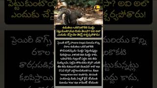 ఉడుతల ముద్దు వెనుక అసలు రహస్యం! #SquirrelFacts #AnimalSocialLife