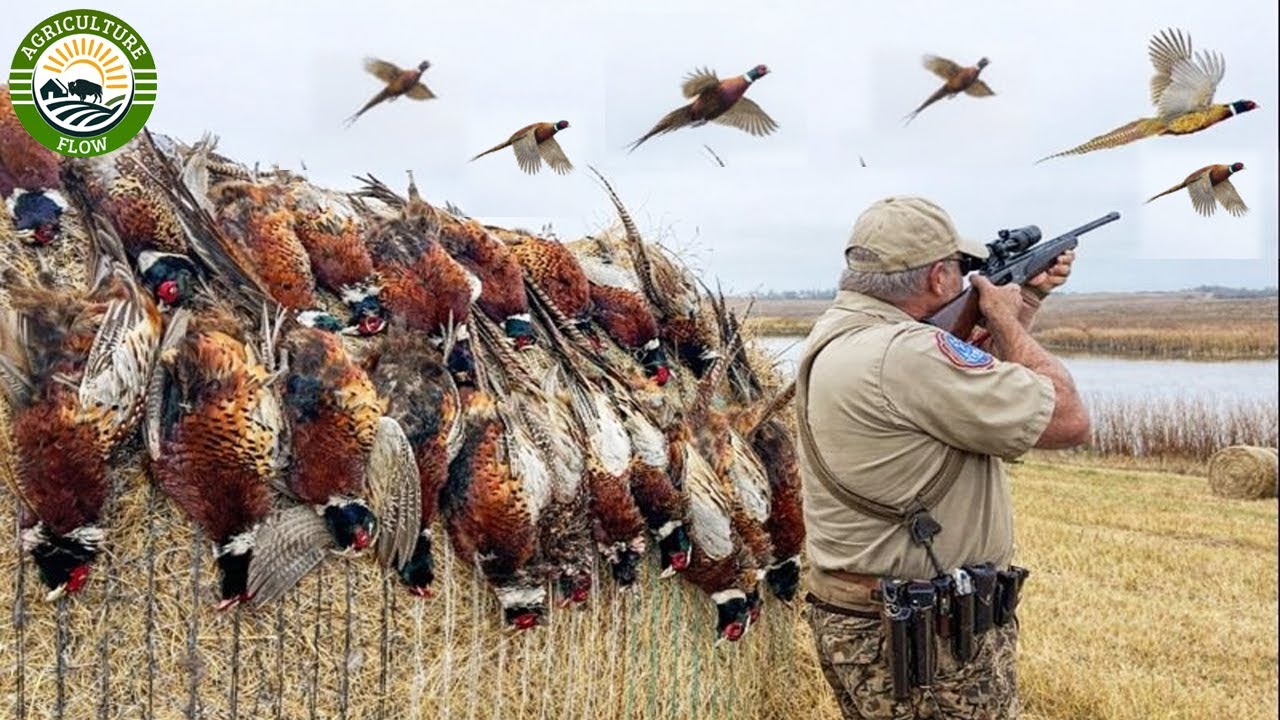 Охота на фазанов – безумные моменты, когда фермеры и охотники используют ружья в классической охо...