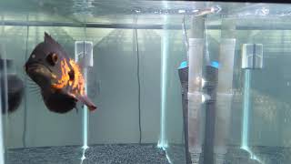 Feeding Oscar Cichlid Bloodworms For The First Time