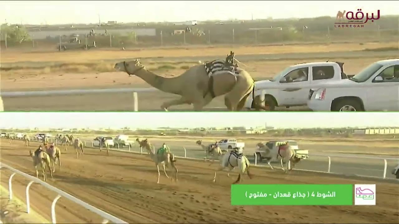 ش4 لافي لـ محمد سعود عيد حرب العطوي (السباق الثاني لموسم الطائف 1-8-2024) جذاع قعدان 8:05:11