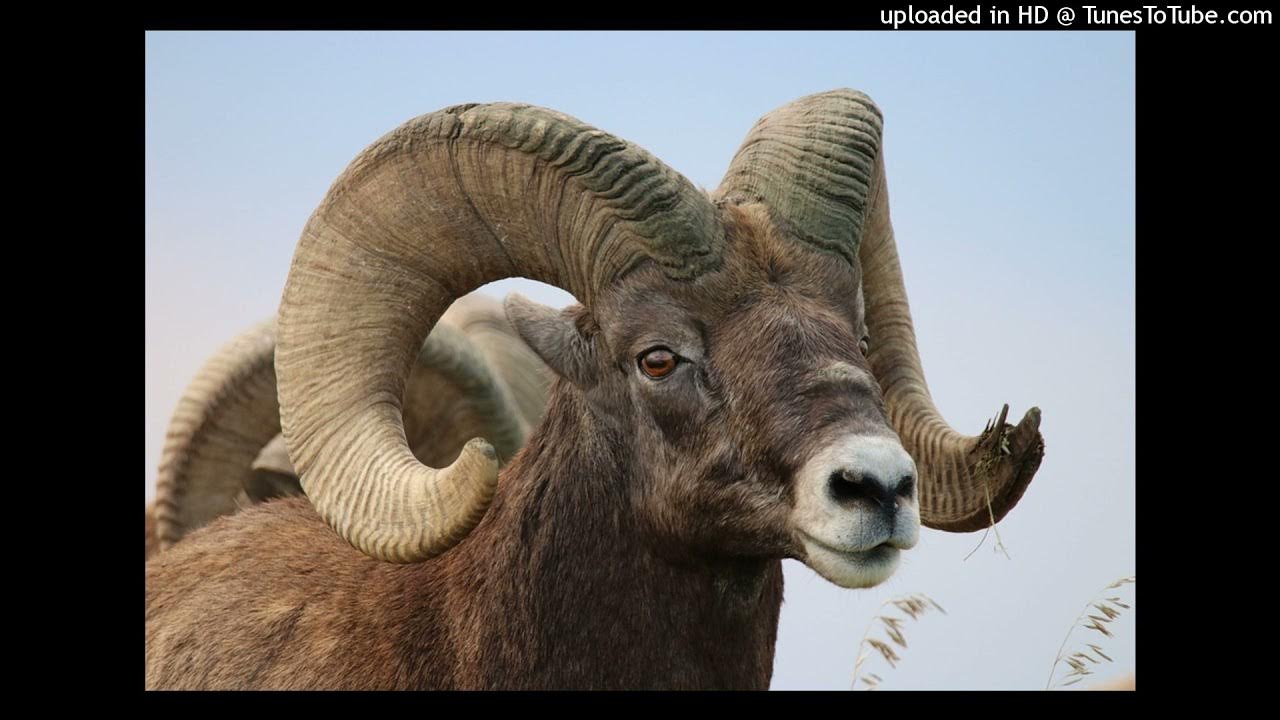 LIBRO DE DANIEL LA VISIÓN DEL CARNERO Y EL MACHO CABRÍO CAP 8 YouTube