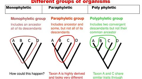 8. Monophyletic paraphyletic and polyphyletic group