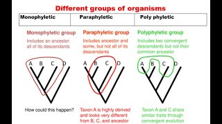 8. Monophyletic paraphyletic and polyphyletic group