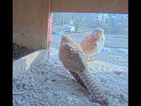 Berlin Max Planck Institute Kestrel Camera June 2026 live cam preview