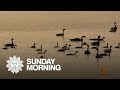 Nature: Birds in Montana