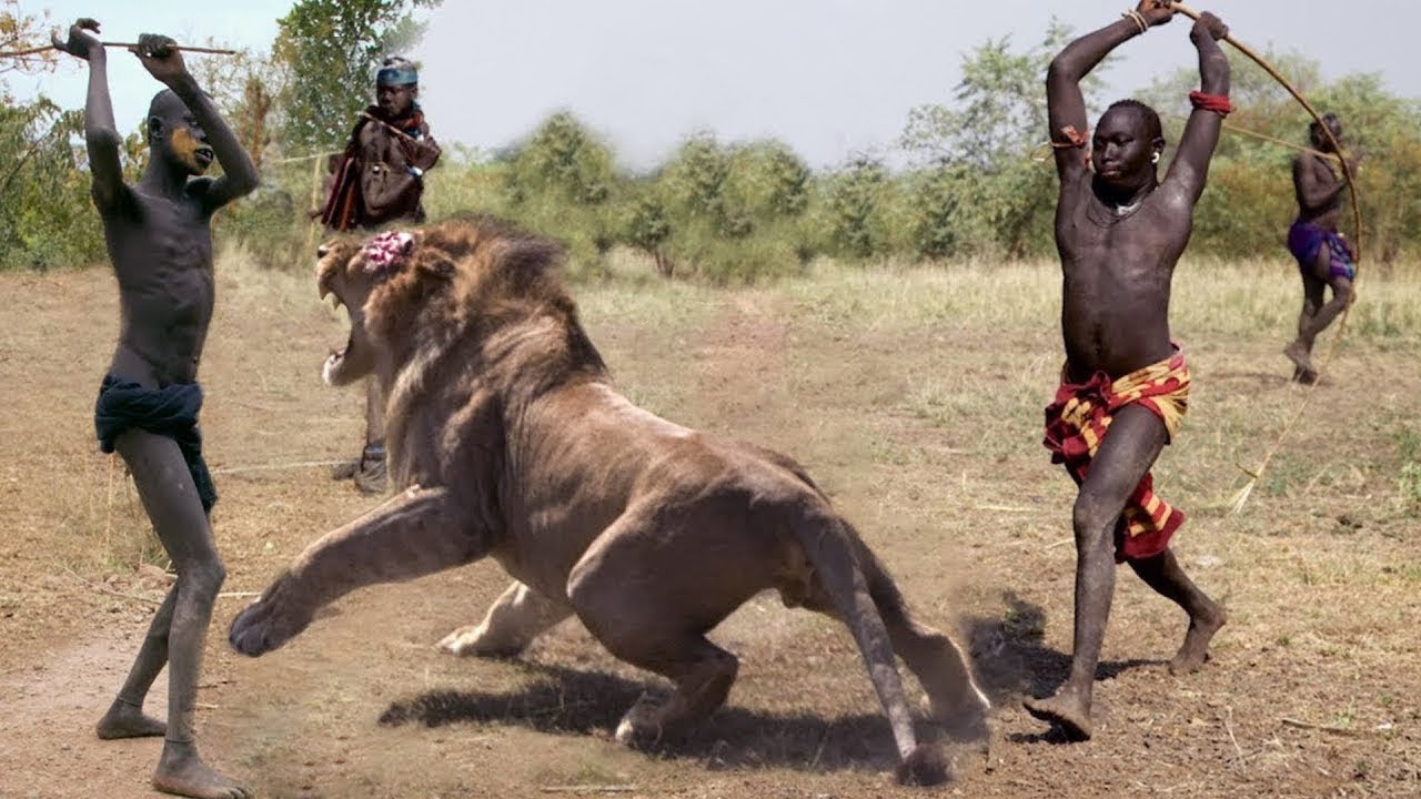 Increíbles ataques de animales salvajes, peleas definitivas de animales