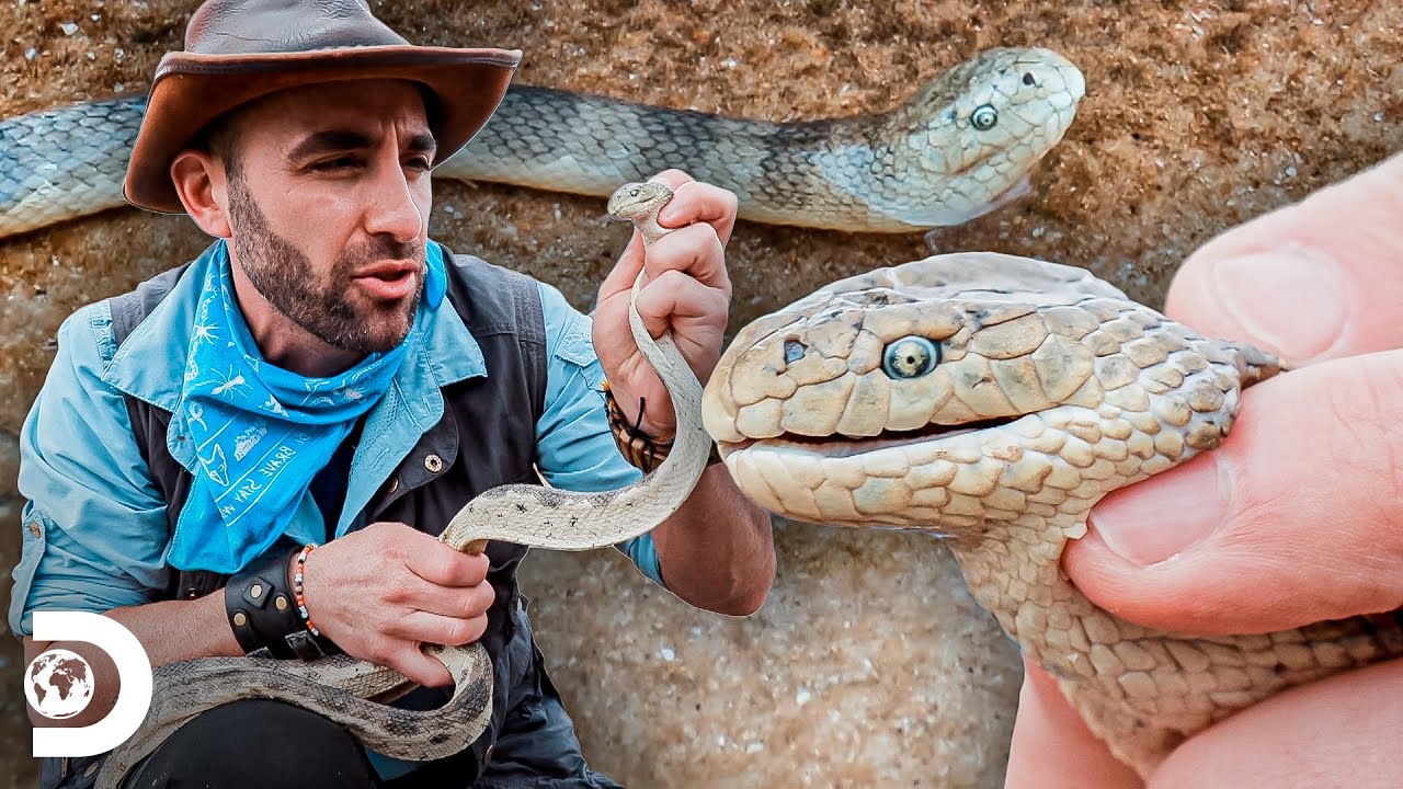 Serpiente marina atemoriza a Coyote | Coyote Peterson: aventuras salvajes | Discovery Latinoamérica