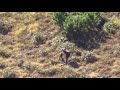 gamsjagd 7-10-17 / caccia al camoscio Ott.2017 / chasse du chamois 2017 /hunting chamois