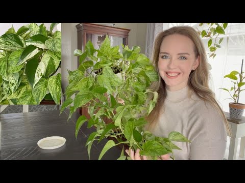 Video: Marble Queen Plantepleie: Tips for dyrking av Coprosma Marble Queen Planter