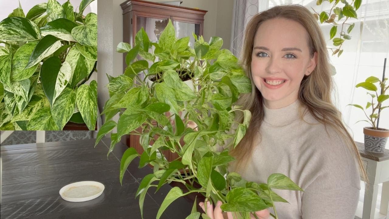 snow pothos Snow Queen Pothos 4"