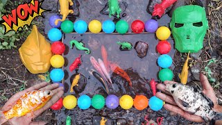 Menemukan ikan dan mainan ikan lele albino, ikan sapu albino, ikan hias, ikan cupang, ikan koi