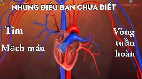 Cấu tạo của tim, mạch máu và các vòng tuần hoàn.