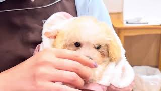 MIX 】大人気！まるでぬいぐるみのようなふわもこマルプーちゃん