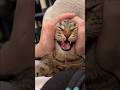 よく鳴くスコティッシュが可愛過ぎて無理www #cat #猫