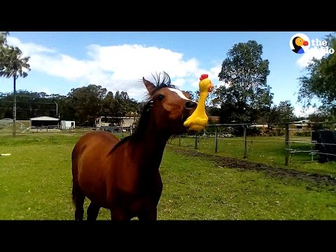 funny-horse-plays-with-squeaky-toy-|-the-dodo