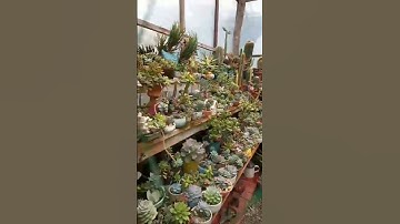 YELLOW SNAKE @the succulents garden #viral #shorts