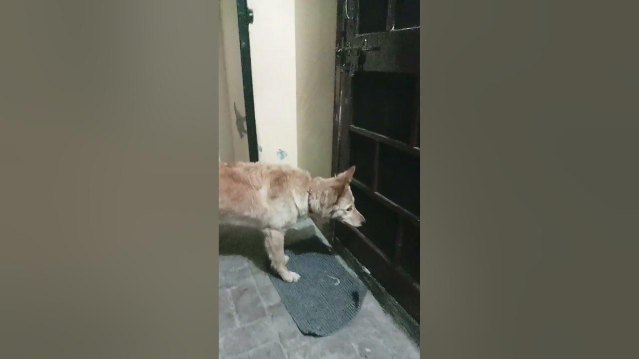 lui keeps knocking that doorcute dogshorts YouTube