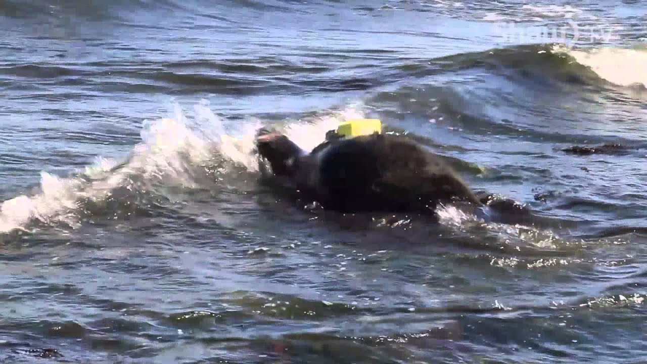 Radio Tagging Seals - Shaw TV Nanaimo