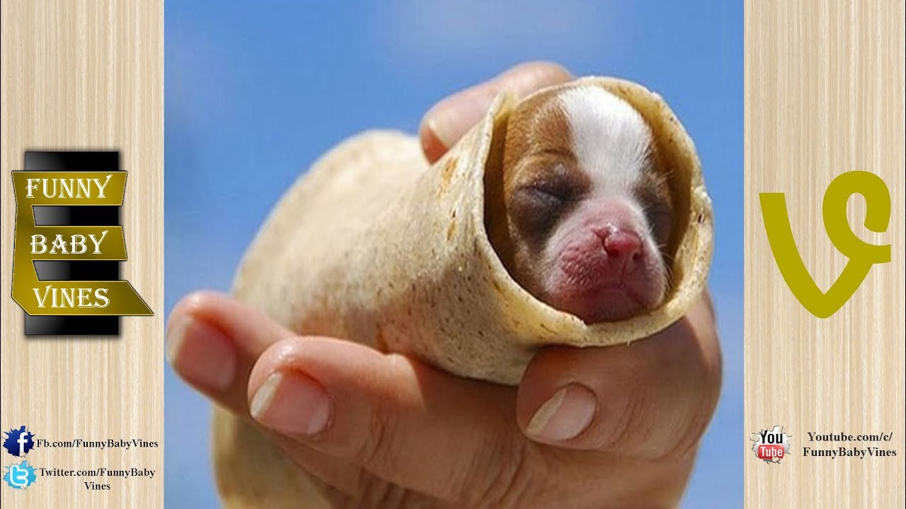 Cute Dogs Compilation 2017 ¦ Best Funny Dog Videos for Kids