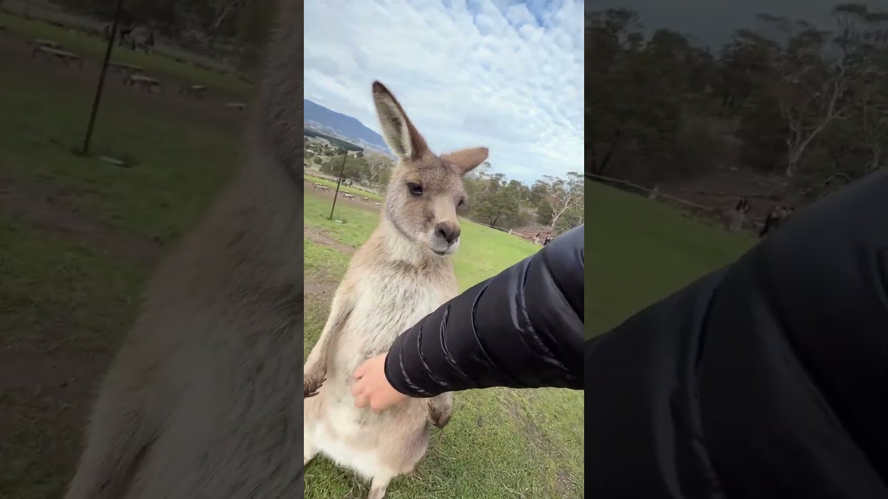 This kangaroo is way smarter than I thought