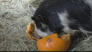 What should you do with old pumpkins? Here's how to keep them out of the landfill