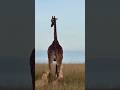 "The brutal reality of nature. 🦁🦒""Power of teamwork in the wild."#viral #motivation #ai #creator