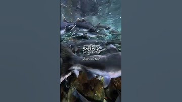 سورة المسد | القارئ: بدر التركي #قرآن #اكسبلور #لايك #quran #explore #islam #reels #funny #duet
