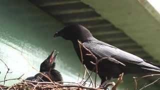 Crow's Nest - Promo