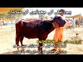 Pure neeli aur Ravi ki chotiyon ke nishaniyan#baffalo #punjabimundapunjabi1122 