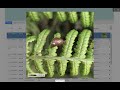Explore all records | iRecord St Helena
