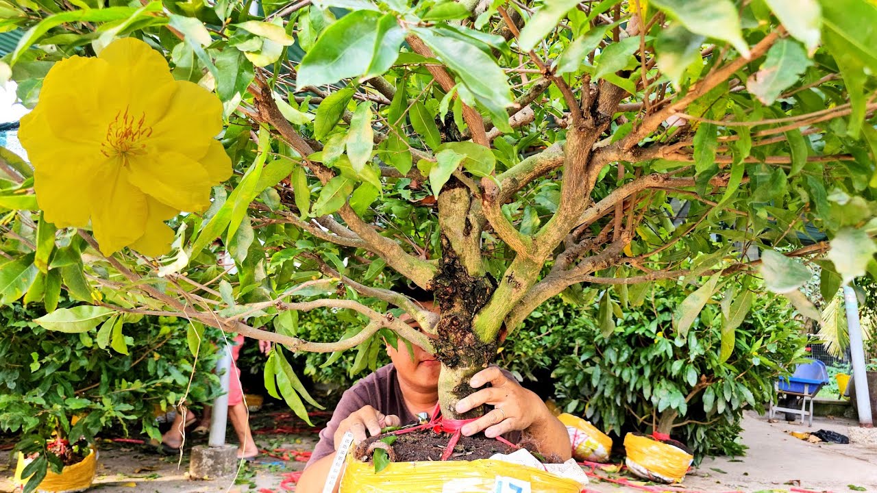 Út Lợi 📲 0366555241 mai giảo Thủ Đức giá rẻ 25/2 Bến Tre (Mai vàng Quê dừa)