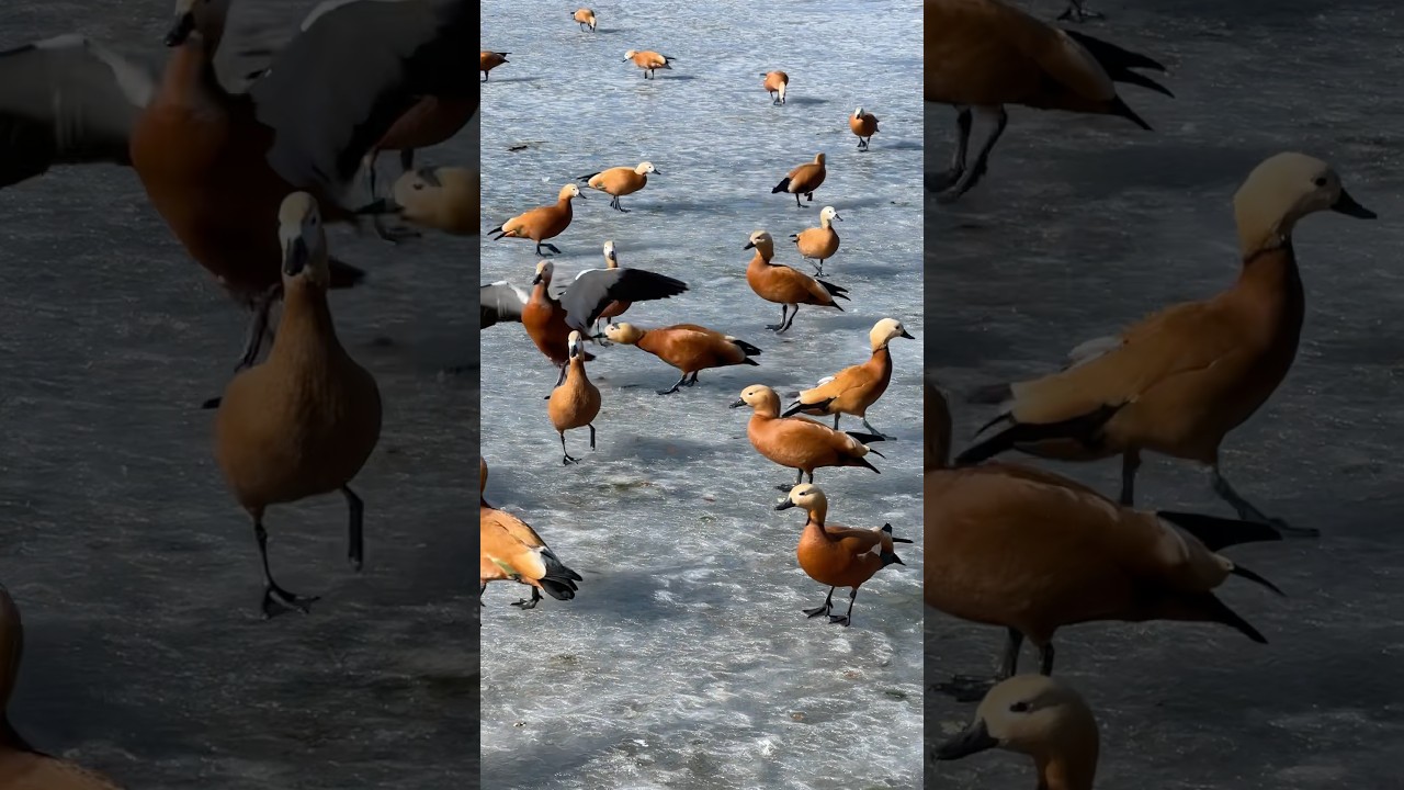 В ожидании воды и еды