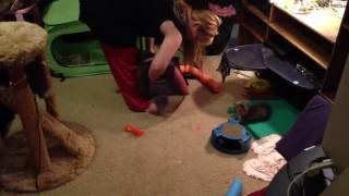 Kitten Cam | hypoallergenic Siberian kittens for sale