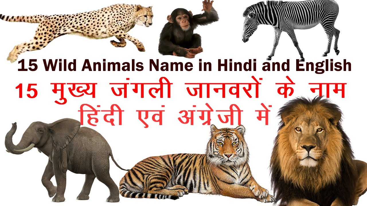 15 Wild Animals Name in Hindi and English | जंगली जानवरों के नाम - YouTube