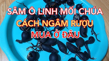 Sâm ô linh mối chúa - Sâm ô linh ngâm rượu - Cách ngâm rượu sâm ô linh