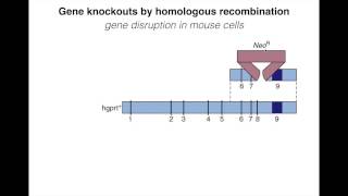 Homologous Recombination IV